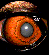Eye of the Tiger
